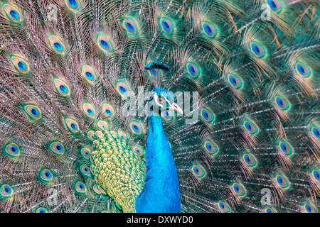 Paons indiens ou des paons bleus (Pavo cristatus), l'affichage, la Slovaquie Banque D'Images