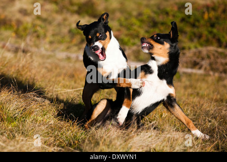 L'Appenzeller Sennenhund, jeunes chiens jouant au Nord, Tyrol, Autriche Banque D'Images