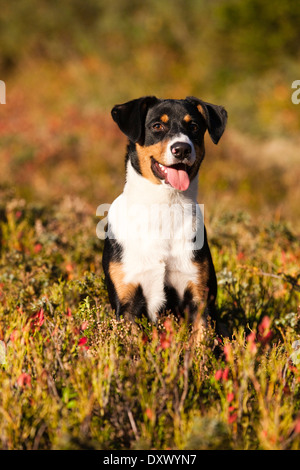 L'Appenzeller Sennenhund, jeune chien à l'automne, en Amérique du Tyrol, Autriche Banque D'Images