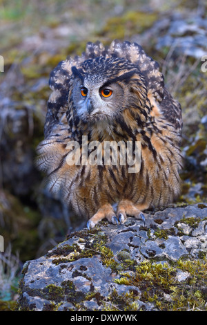 Bubo bubo lacteus (eurasien), femme pour ses plumes pour paraître plus gros, posture menaçante Banque D'Images