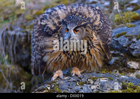 Bubo bubo lacteus (eurasien), femme pour ses plumes pour paraître plus gros, posture menaçante Banque D'Images