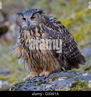 Bubo bubo lacteus (eurasien), femme pour ses plumes pour paraître plus gros, posture menaçante Banque D'Images