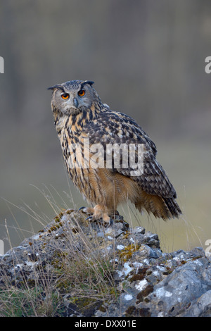 Bubo bubo lacteus (eurasien), femme reposant sur un rocher, la Réserve de biosphère du Jura souabe, Bade-Wurtemberg, Allemagne Banque D'Images