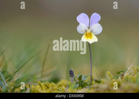 Heartsease ou Pansy Sauvage (Viola tricolor), région de l'Emsland, Basse-Saxe, Allemagne Banque D'Images