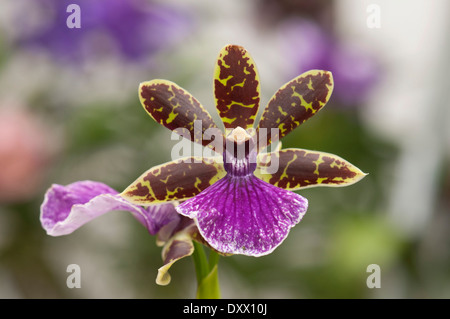 Fleur d'une orchidée, Zygopetalum hybride, Palm Garden, Frankfurt am Main, Hesse, Allemagne Banque D'Images