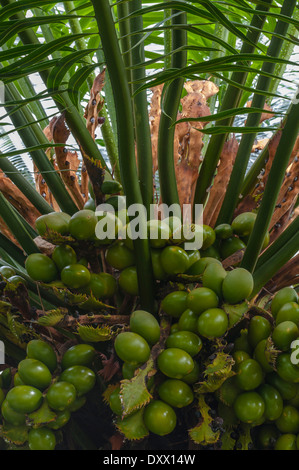 Sagou (Cycas rumphii Queen), plante femelle avec des fruits, des feuilles vertes et fertiles cultivés feuilles marron, Palm Garden Banque D'Images