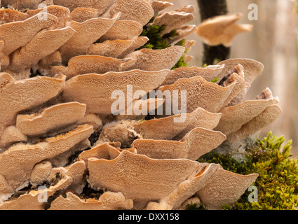 La Turquie Queue (Trametes versicolor), Mönchbruch Réserve Naturelle, Hesse, Allemagne Banque D'Images