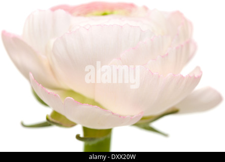 Rose pâle ranunculus, renoncule, persique isolé sur fond blanc Banque D'Images
