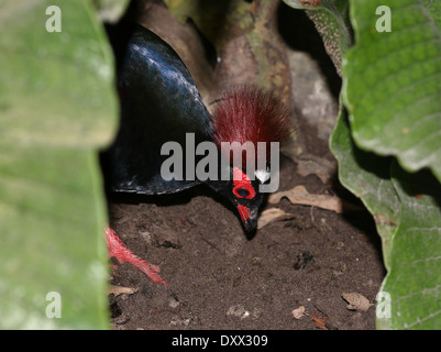 Portrait d'un mâle de perdrix à crête ou Roul roul (Rollulus rouloul-), alias Partridge Wood à couronne rouge ou vert Wood Quail Banque D'Images