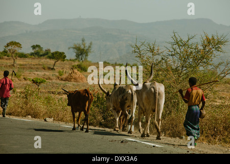 Les Vaches à cornes d'être dirigé par quelques propriétaires sur le côté de la route de l'Éthiopie poussiéreux Banque D'Images