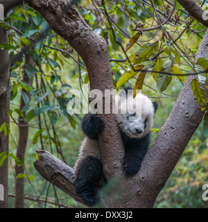 Un petit panda escalade un arbre en Chine Banque D'Images