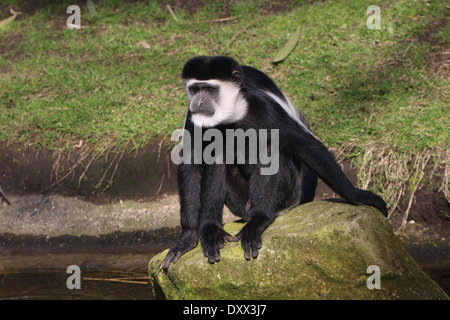 Fuligineux guereza alias l'est le noir et blanc (Colobus guereza colobus monkey) close-up Banque D'Images