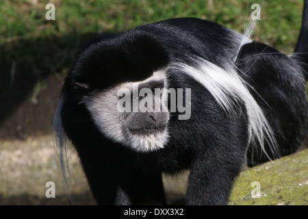 Fuligineux guereza alias l'est le noir et blanc (Colobus guereza colobus monkey) close-up Banque D'Images