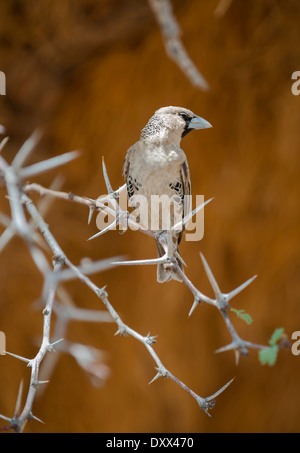 Sociable Weaver (Philetairus socius), Kgalagadi Transfrontier Park, North Cape, Afrique du Sud Banque D'Images