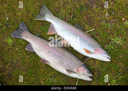 La truite arc-en-ciel fraîchement pêché (2 1/2 lb) sur l'herbe. Banque D'Images