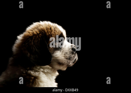 Chiot St Bernard sam isolé sur un fond noir Banque D'Images