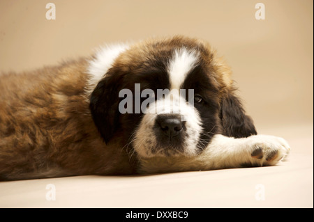 Chiot St Bernard sam isolé sur un fond d'or Banque D'Images