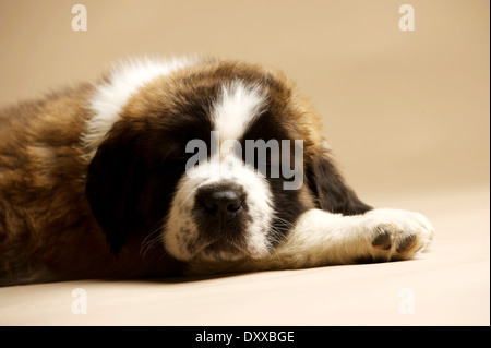 Chiot St Bernard sam isolé sur un fond d'or Banque D'Images