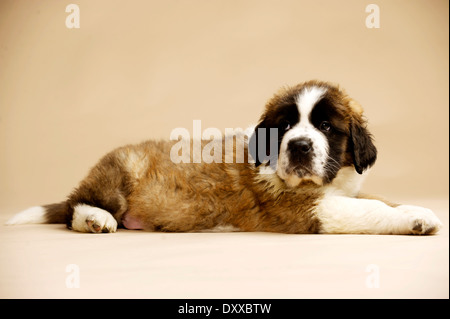 Chiot St Bernard sam isolé sur un fond d'or Banque D'Images