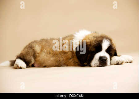 Chiot St Bernard sam isolé sur un fond d'or Banque D'Images