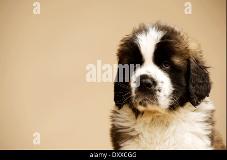 Chiot St Bernard sam isolé sur un fond d'or Banque D'Images