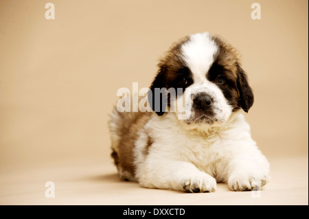 Chiot St Bernard sam isolé sur un fond d'or Banque D'Images