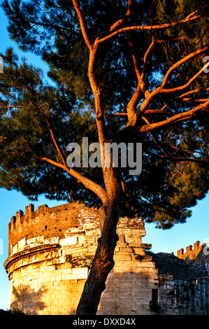 Pin pierre italiens devant le mausolée de Caecilia Metella, Rome, Italie Banque D'Images