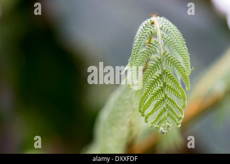 Cyathea mexicana . Fougère arborescente déployant Banque D'Images
