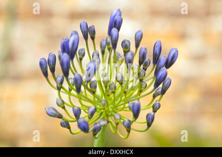 Agapanthus ( Agapanthoideae ) contre l'arrière-plan flou. Banque D'Images