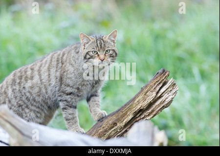 Scottish Wildcat (Felis silvestris grampia) Banque D'Images