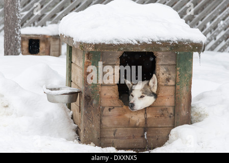 Un chien husky dans un chenil en bois, avec ses coups de tête, dans la neige, Laponie, Finlande Banque D'Images