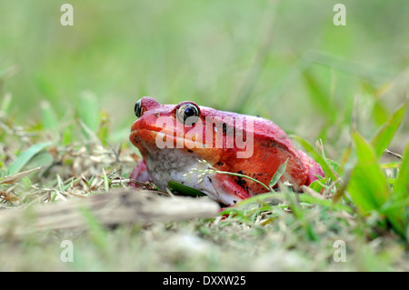 La grenouille tomate (Dyscophus antongili) photographié à Maroantsetra, au nord-est de Madagascar. Banque D'Images