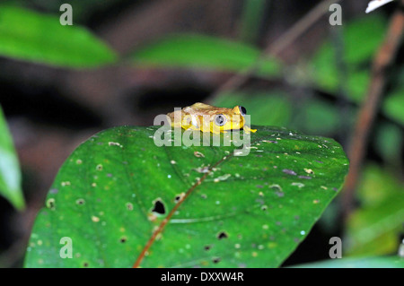 Blue-retour reed grenouille (Heterixalus madagascariensis). La couleur ici est de nuit, lorsque la grenouille devient marron jaunâtre Banque D'Images