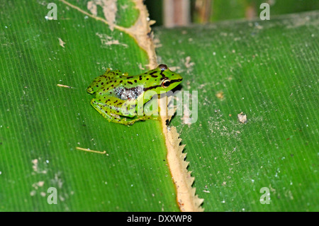Tsarafidy Madagascar frog, également connu sous le nom de grenouille Pandanus (Guibemantis pulcher), a partir d'habitude de vivre entre les feuilles de Pandanus. Banque D'Images