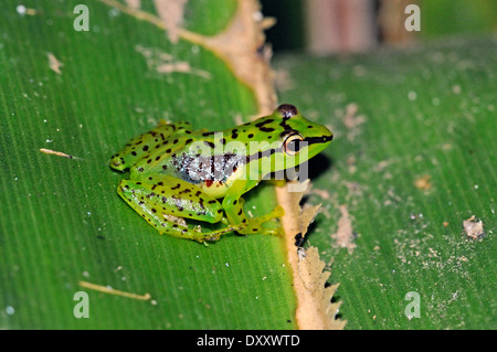 Tsarafidy Madagascar frog, également connu sous le nom de grenouille Pandanus (Guibemantis pulcher), a partir d'habitude de vivre entre les feuilles de Pandanus. Banque D'Images