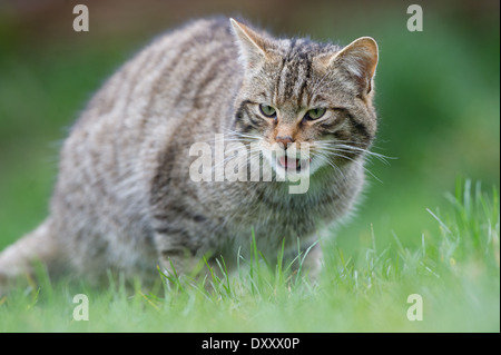 Scottish Wildcat (Felis silvestris grampia) Banque D'Images