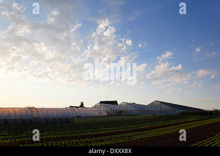 Allemagne, Lac de Constance, Reichenau Islande, serres, coucher de soleil, ciel, Deutschland, Bodensee, l'île de Reichenau, Banque D'Images