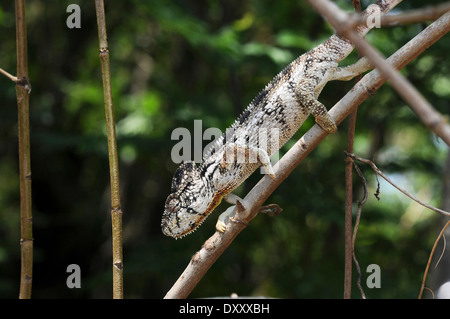 L'Oustalet Chamaeleon (Furcifer oustaleti) à l'Anja réserve communautaire, à Madagascar. Banque D'Images