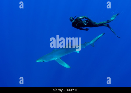 Le requin bleu et Scuba Diver, Prionace glauca, île de Pico, Açores, Portugal Banque D'Images