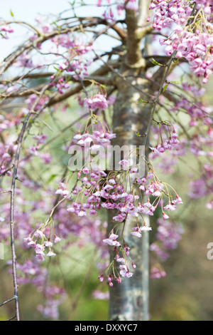 Prunus subhirtella Pendula Rosea Plena. Fleur de cerisier pleureur Banque D'Images