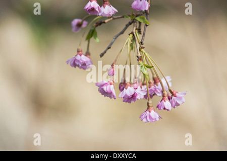 Prunus subhirtella Pendula Rosea Plena. Fleur de cerisier pleureur Banque D'Images