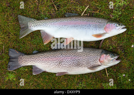 Le poisson fraîchement pêché la truite (2 1/2 lb) sur l'herbe. Banque D'Images