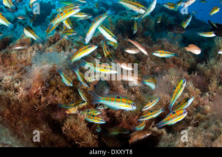 Banc de Ornate Wrasse alimentation frénésie sur les œufs, Chromis Thalassoma pavo, Ponza Ilsland, Mer Méditerranée, Italie Banque D'Images