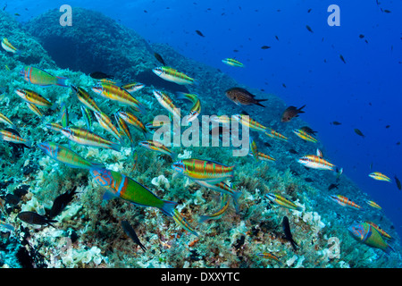 Banc de Ornate Wrasse alimentation frénésie sur les œufs, Chromis Thalassoma pavo, Ponza Ilsland, Mer Méditerranée, Italie Banque D'Images