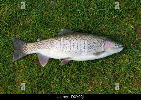 La truite arc-en-ciel fraîchement pêché (2 1/2 lb) sur l'herbe. Banque D'Images