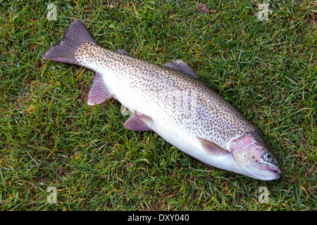 La truite arc-en-ciel fraîchement pêché (2 1/2 lb) sur l'herbe. Banque D'Images