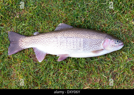 La truite arc-en-ciel fraîchement pêché (2 1/2 lb) sur l'herbe. Banque D'Images