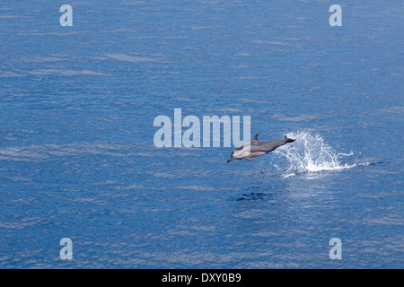 Violer Dauphin commun à long bec, Delphinus capensis, Raja Ampat, Papouasie occidentale, en Indonésie Banque D'Images