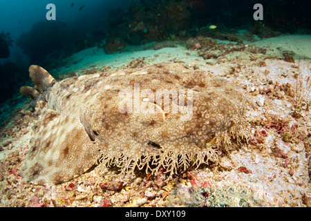 Eucrossorhinus dasypogon Wobbegong, pampilles, Raja Ampat, Papouasie occidentale, en Indonésie Banque D'Images