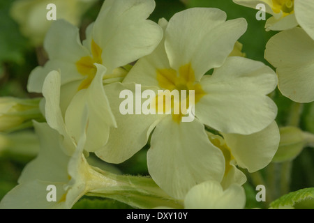 Image rapprochée des fleurs jaunes de soufre de la fleur printanière 'Primrose' / Primula vulgaris. Des roses sauvages, des roses dans la nature. Banque D'Images